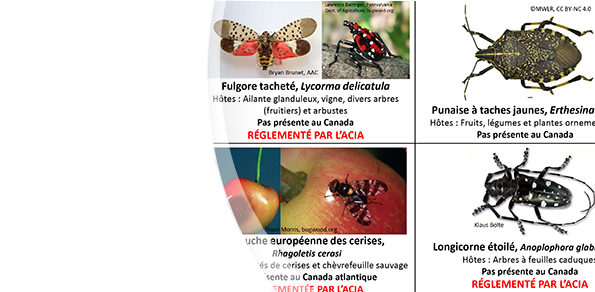 Insectes envahissants et migrateurs prioritaires à signaler
