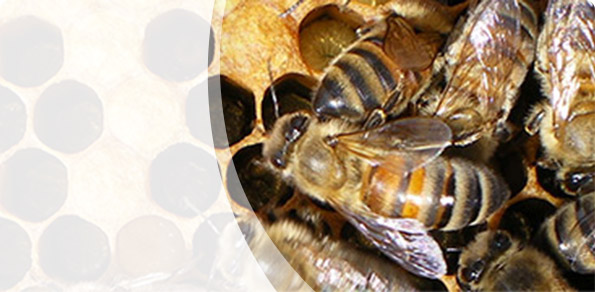 <b>Nouvelle loi : </b><i>Loi sur les abeilles</i>