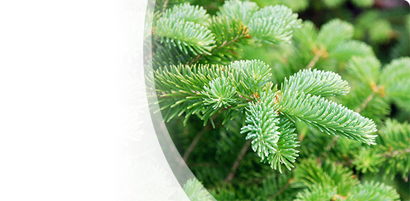 Purchase Your Permits for Wreath Tips and Branch Material Online