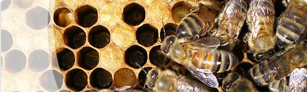BeesCategory