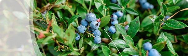 wild-blueberry-development-category