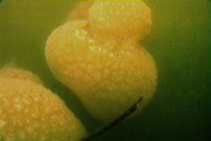 Bryozoa1