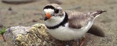 PipingPlover