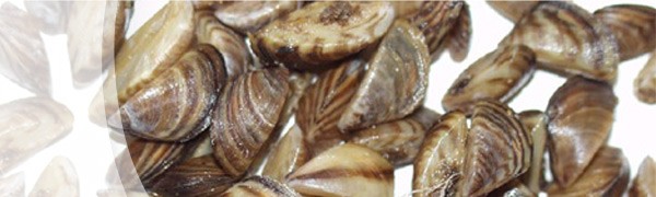 Zebra Mussels - Promo