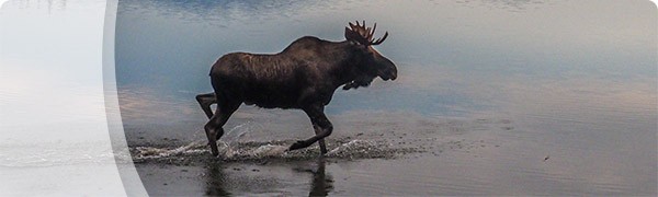 moose-registration-category