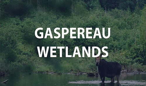 Gaspereau Wetlands