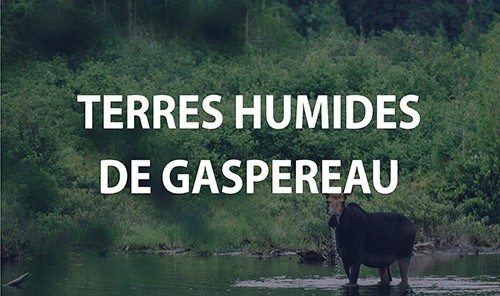 Terres humides de Gaspereau