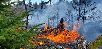 report-forest-fire-feature